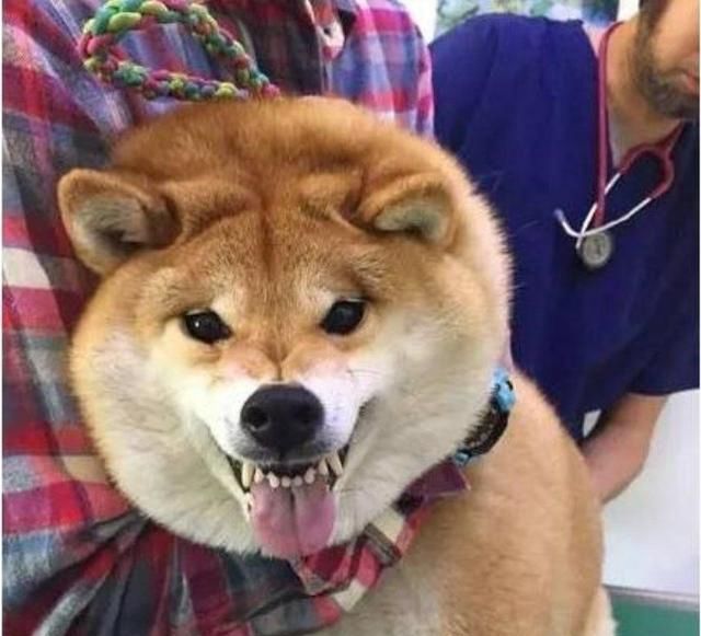 金毛愤怒,二哈抓狂,看到柴犬笑翻了!