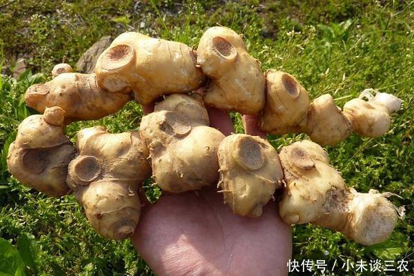 黄精是什么东西,有哪些种类,有什么功效!