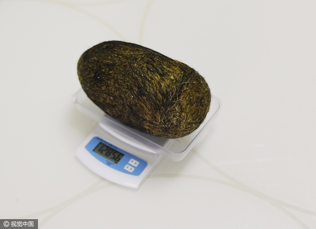 农户宰杀年猪现罕见"猪宝" 重量超过两斤半