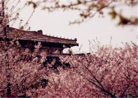 樱花什么时候开花?能持续多久?附2018年全国