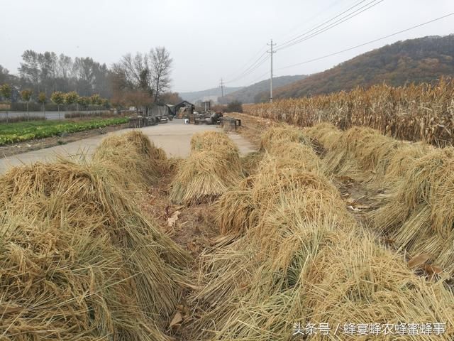 未来10年,养蜂农民的出路在哪里?