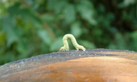 农村害虫吊死鬼,专害树木,现在一斤能卖200块