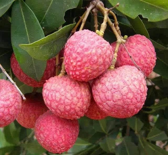 很多人都喜欢吃荔枝, 一进商店就会看到不同种类的荔枝,有大的有小的