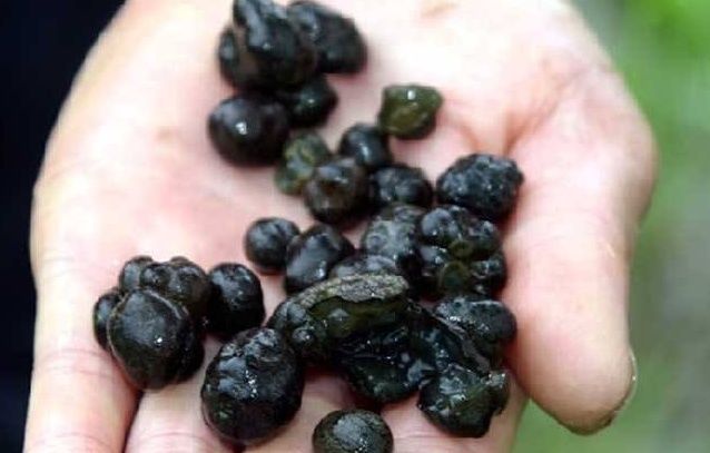 稻田中的"天仙米",只属中国独家,一斤能卖1500!