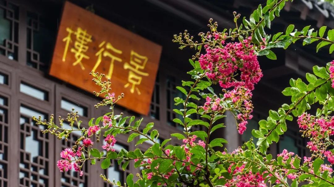 芬芳馥郁！南京两株110岁紫薇盛放