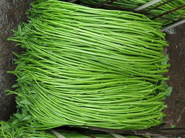 广西博白:与广东接壤,人口185万,特产蕹菜