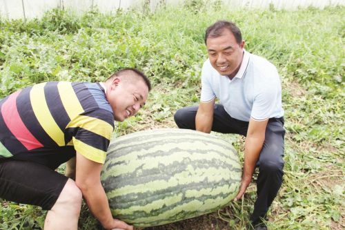 一个西瓜100多斤 泗洪 一个西瓜100多斤 泗洪