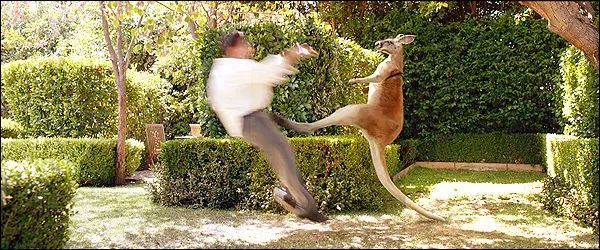 拳击之王袋鼠战斗力到底多强!