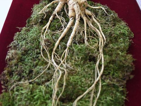全球最大人参王现身,最大的单个人参王,拍卖价好恐怖