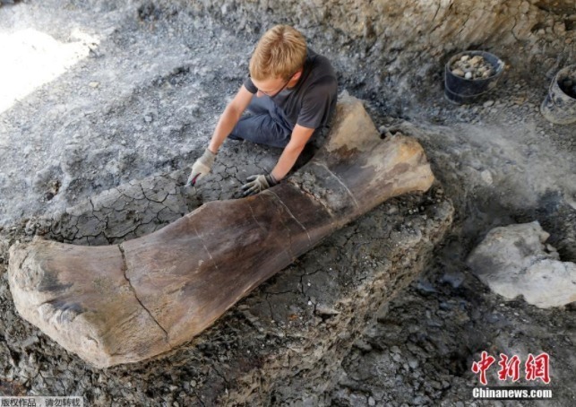 当地时间2019年7月25日，法国西南部查伦特，志愿者在一个古生物学遗址中挖掘出一只距今1.4亿年、长2米、重约500公斤的侏罗纪时期蜥脚类恐龙股骨化石。