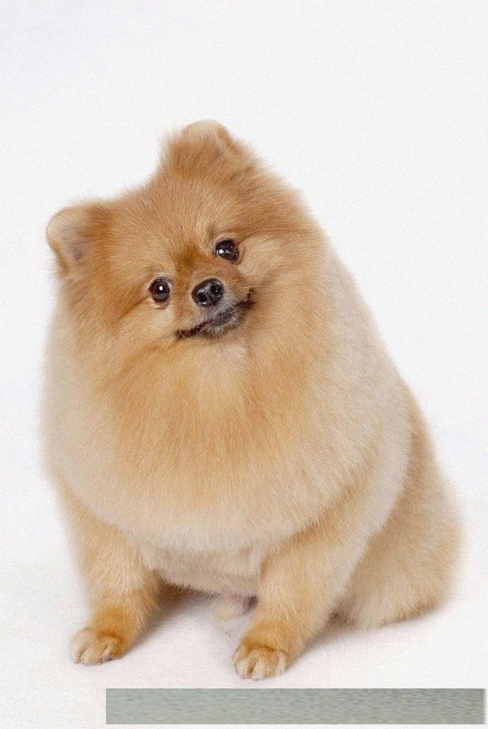 最萌狗狗排名,随便一只就能萌翻你,快来看看第