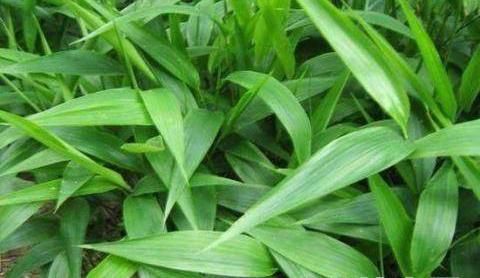 什么中药泡水喝能祛湿?