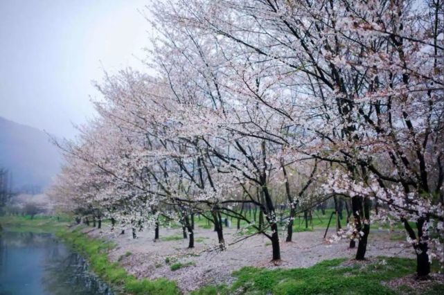 宛委山樱花—百亩樱花林,落英缤纷