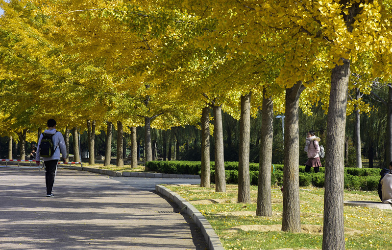 青岛一高校千棵银杏露金黄 校园披"黄金甲"