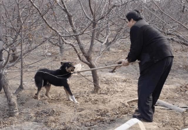 农村人为什么说,一九一场雪,猪狗不吃黑,干净冬