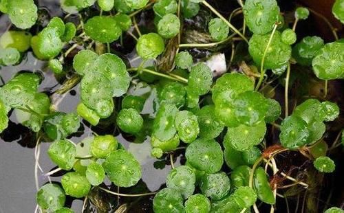 对坐草,四川大金钱草,大金钱草,对坐草,一串钱,临时救,黄疸草,一面锣