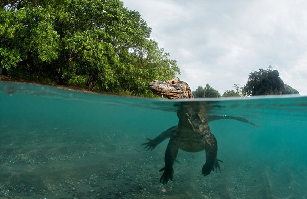 安迪说，接近食物链顶端的掠食者非常刺激，大多数人没有这样的机会，所以他喜欢和大家分享。巨蜥在水中的速度快得惊人，行踪难以预测，尤其是在它们饥饿的时候。这些重达14英石(约89千克)的巨蜥主宰着它们所生存的生态系统。安迪说：“这种巨蜥十分危险，如果被咬，你能指望最好的结果就是失去一条腿。”