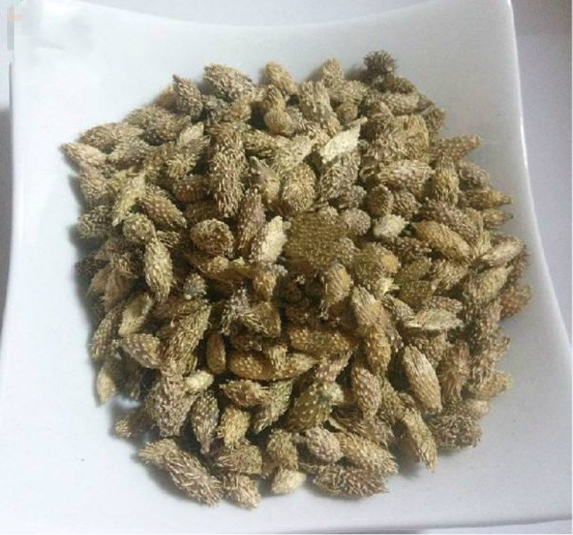 鼻炎有救了,这种野果治鼻炎,不到3天就见效,简单安全还不复发