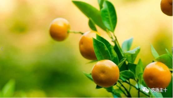 最新出炉:2018年水果种植补贴政策,快看看你能