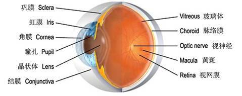 眼球壁由外向内可分为三层;纤维膜,色素膜,视网膜.