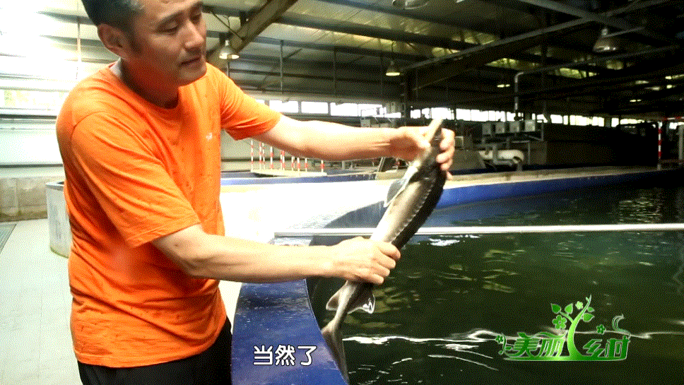 《种业振兴 北京先行》七，抓不住的鲟鱼苗