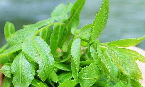 吃什么降血糖最快最好? 7种家常菜不容错失