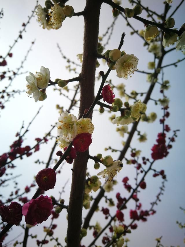 奇苏州一株树上罕见红绿双色梅花同绽放