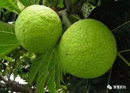 10大最不常见的水果,第一在中国禁止出口,国宝