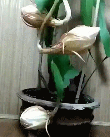宿迁人,快来围观传说中的"昙花一现"!