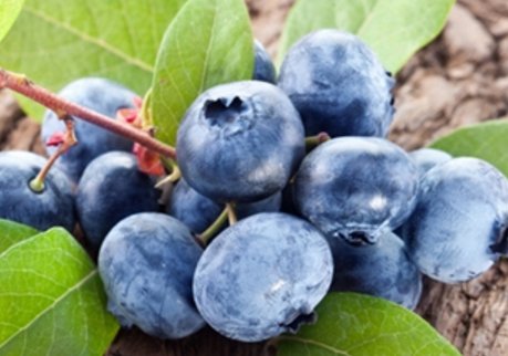 蓝莓是什么季节的水果 蓝莓几月份成熟上市