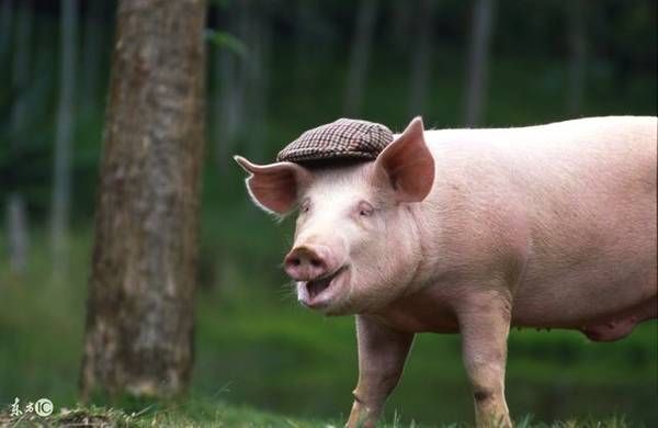 老先生说:"猪朋友",出世在这两个月份,来享福的!