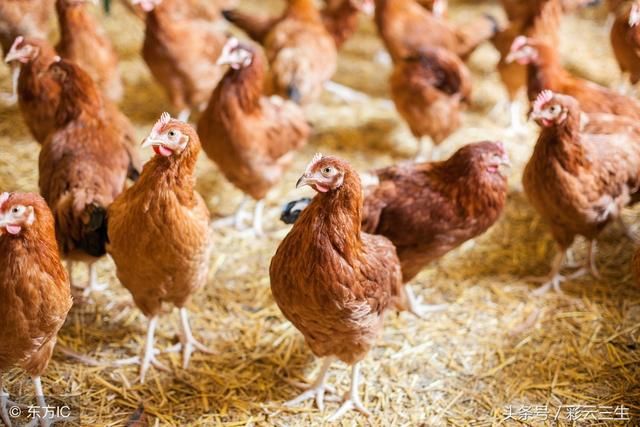 如何大规模养鸡?养鸡的注意事项是什么?好文