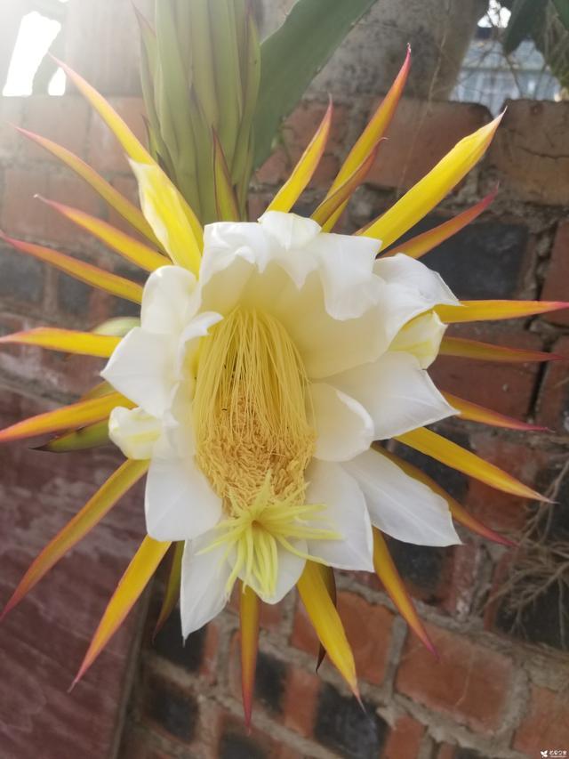 阳台盆栽火龙果种植方法,火龙果开花瞬间,让果