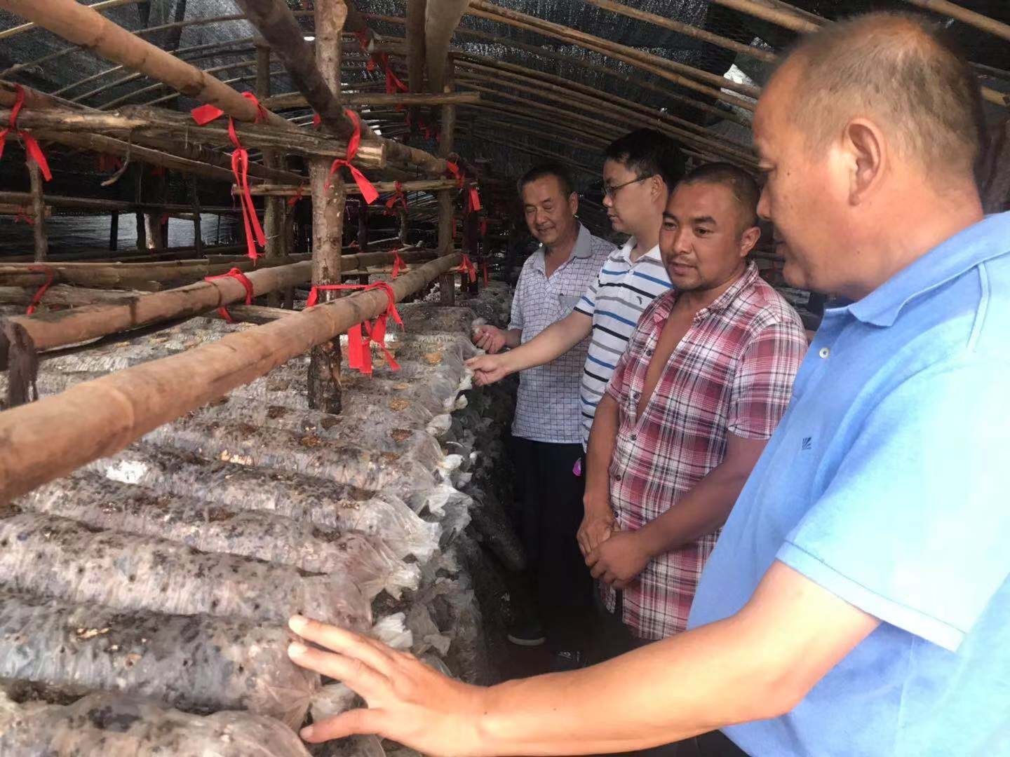 西峡县桑坪镇为菇农送香菇越夏技术(图1) 西峡县桑坪镇为菇农送香菇越夏技术(图1)