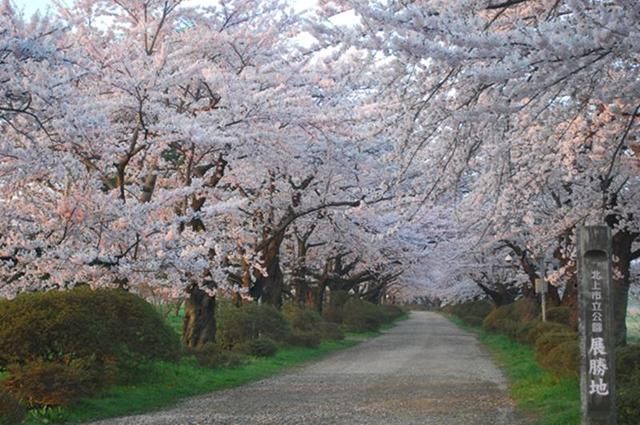新鲜出炉日本樱花花期预测,最全的日本赏樱攻