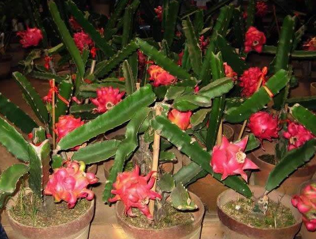 为何你种的盆栽火龙果不结果子呢?其实原因很