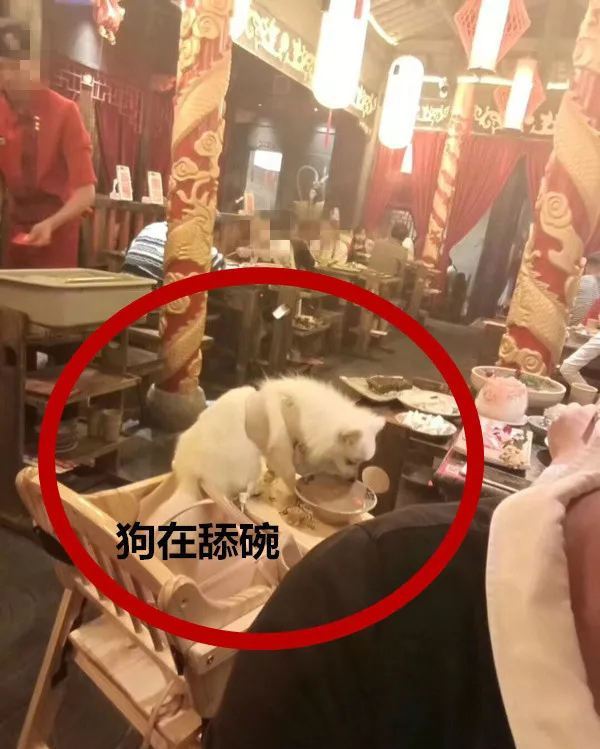 火锅店人和狗一桌同吃 宠物狗当众舔食餐盘无人管