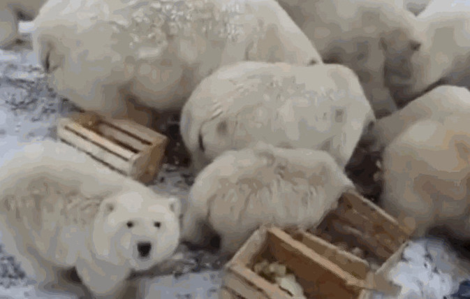 当地人看到北极熊在扫荡当地的垃圾堆，并在居民区晃来晃去。