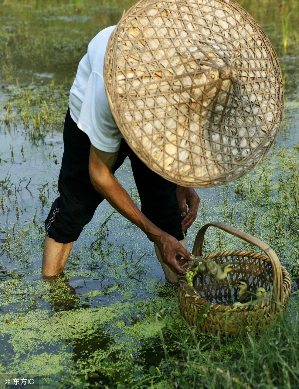 已列为中等国家收入的中国,为什么农民还是穷