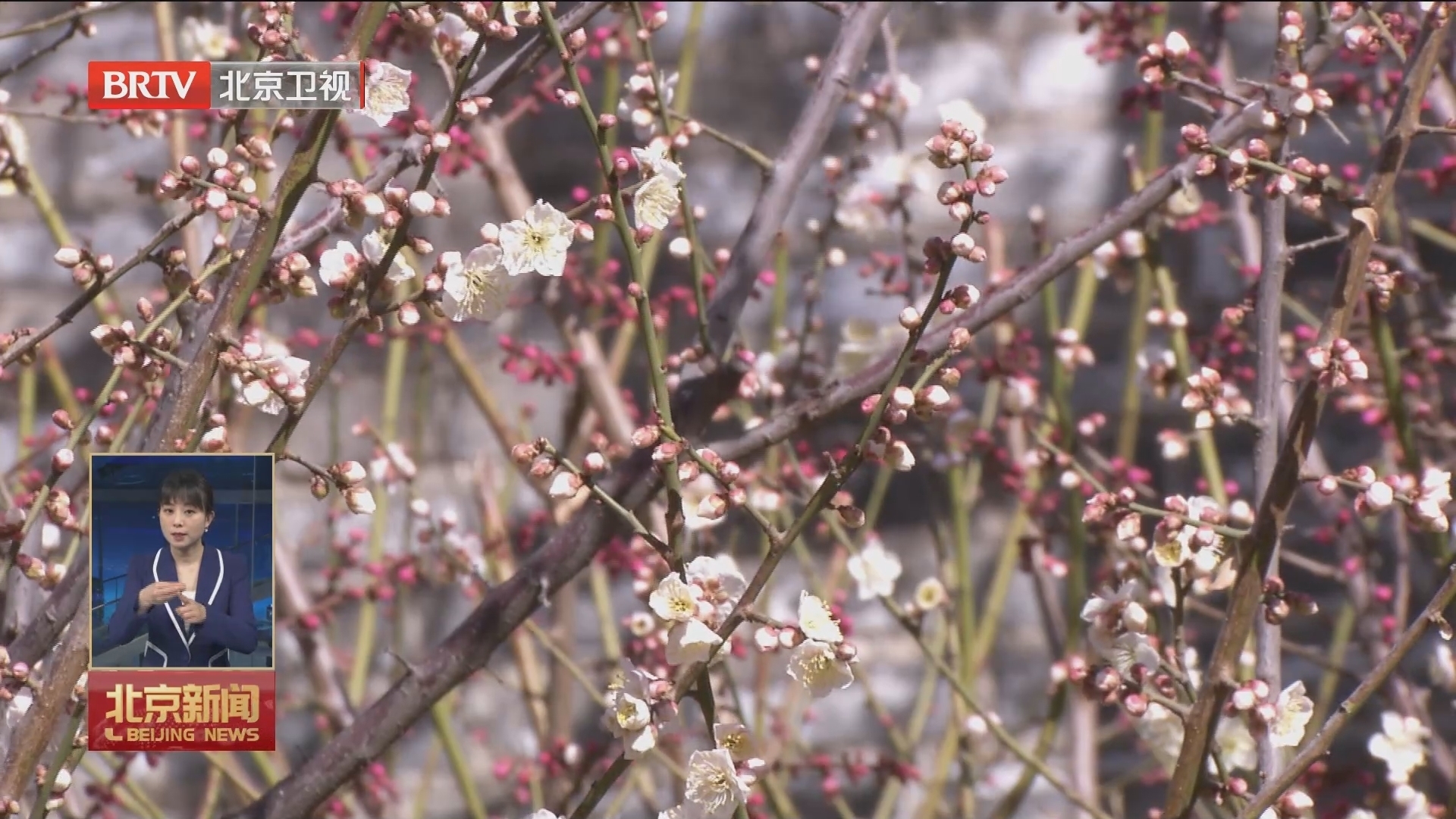 明城墙遗址公园山桃梅花盛开