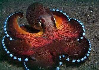 地球上10大最聪明的动物,狗第七,猪第四,黑猩猩