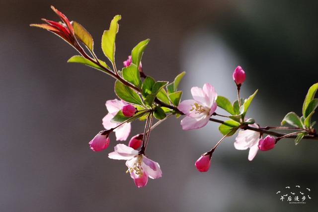 开花最美的风景 t01ac444cd144644b46.jpg?size=640x427+img_width=1024+img_height=683+alt=%E5%8F%88%E5%88%B0%E4%B8%80%E5%B9%B4%E6%9C%80%E7%BE%8E%E7%9A%84%E5%AD%A3%E8%8A%82%E7%9C%8B%E5%88%B0%E7%BE%8E%E4%B8%BD%E7%9A%84%E9%A3%8E%E6%99%AF+%E5%9E%82%E4%B8%9D%E6%B5%B7%E6%A3%A0%E8%8A%B1%E5%BC%80%E6%99%AF%E5%A6%82%E7%94%BB+inline=0+style=-webkit-tap-highlight-color:+transparent;+box-sizing:+border-box;+border-style:+none;+max-width:+100%;+display:+block;+margin:+10px+auto;