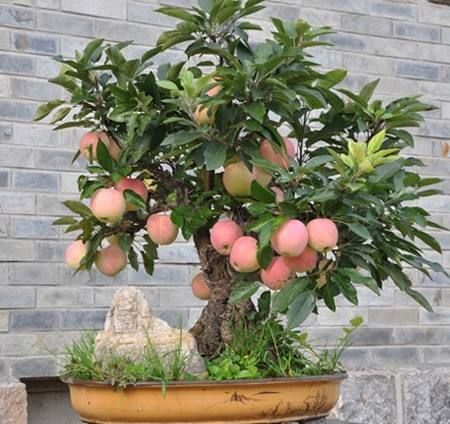 这种苹果盆景,不但可以结果吃,还可以当盆景欣