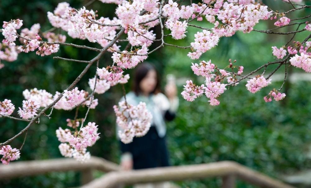 2019年3月13日，随着气温持续攀升，南京中山植物园樱花盛开，吸引许多游客前来踏青赏花。苏阳/人民图片
