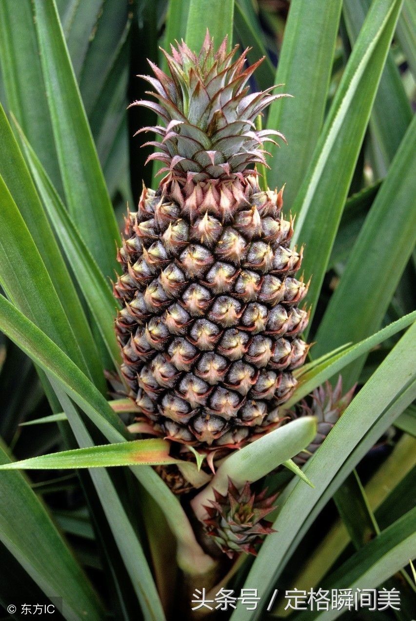 又到一年菠萝收获季 您见过菠萝海吗 快来看看