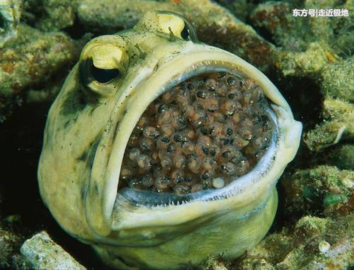 男子海里潜水无意发现怪鱼,了解真相后让人深感佩服