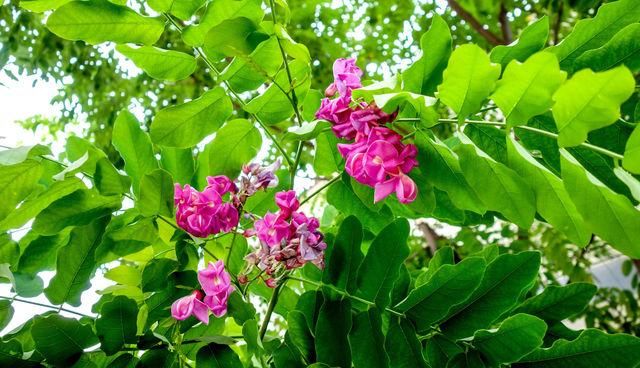 红色的洋槐花真的有毒吗?不知道的,赶快看看吧