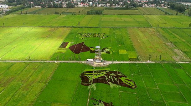 美爆了!3D稻田画造型逼真,栩栩如生 美爆了!3D稻田画造型逼真,栩栩如生