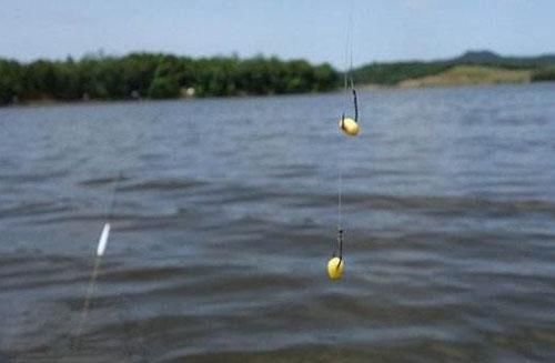 都说好用的钓鲤鱼饵料,小鱼吃不进,大鱼不想走