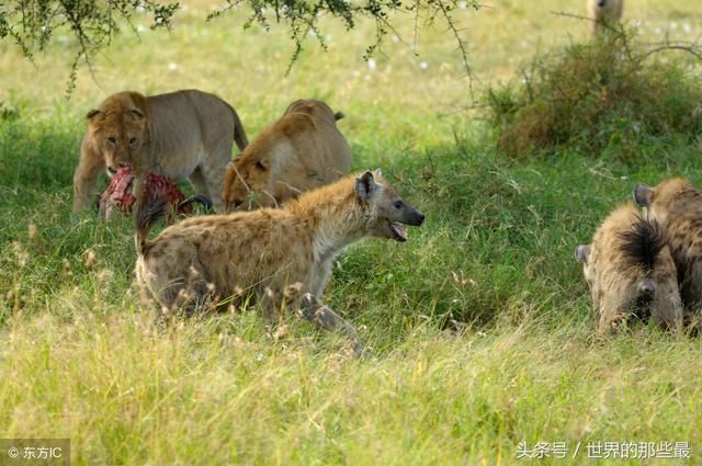 在非洲大草原上,狮子经常会杀死鬣狗,但为什么